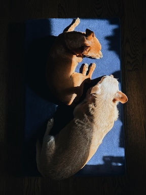 Two chihuahuas, a small, brown one and larger tan one rest peacefully next to each other on the same navy dog bed. A swath of sunlight bathes their faces.